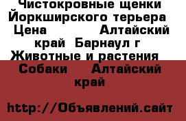 Чистокровные щенки Йоркширского терьера › Цена ­ 7 000 - Алтайский край, Барнаул г. Животные и растения » Собаки   . Алтайский край